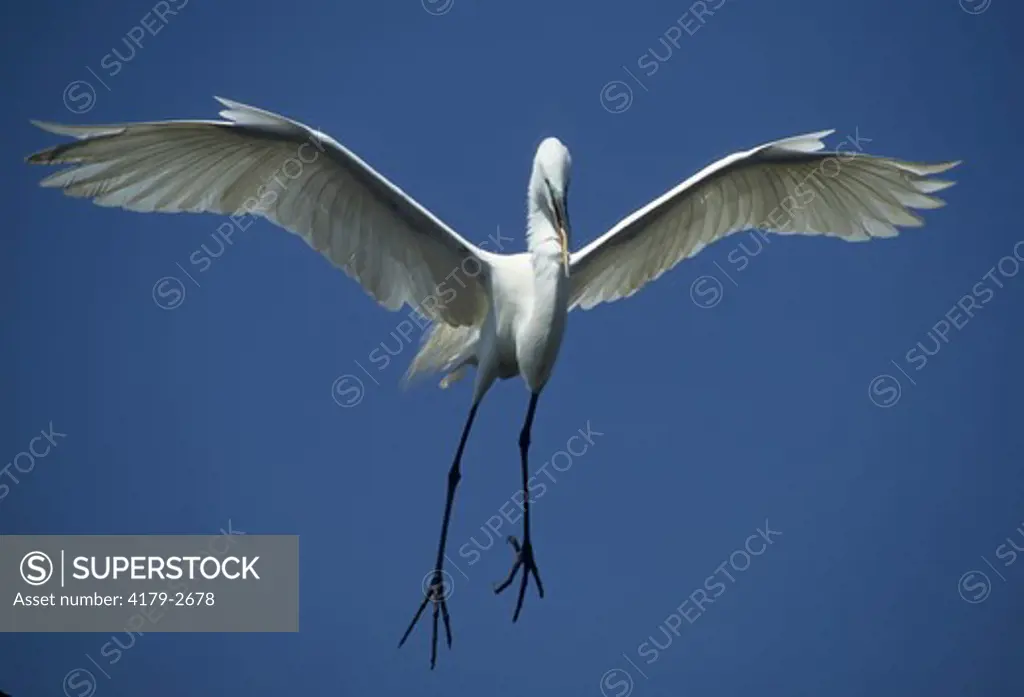 Great Egret (Ardea alba egretta / Syn: Egretta alba / Syn: Casmerodius albus)  Adult in Breeding Plumage in Flight, Landing, Florida.  Alula Feathers act like the flaps on a plane, helping the bird to maneuver at slow speeds.