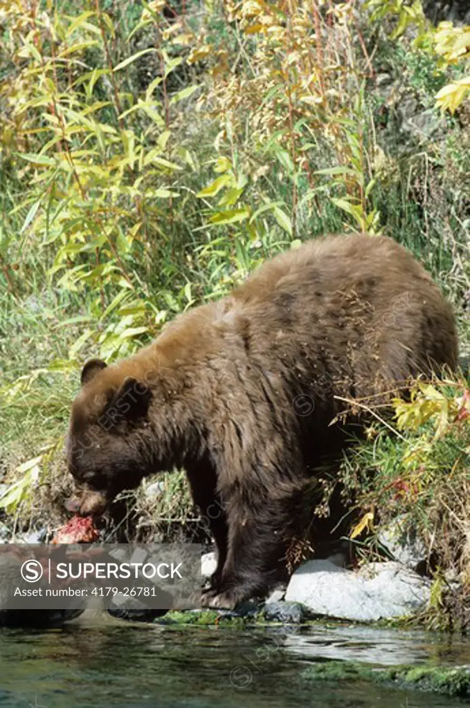Black Bear, female feeding on Elk Carcass, brown Phase, Yellowstone NP, Wyoming (Ursus americanus)