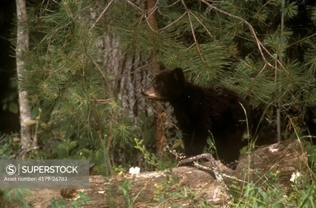 Black Bear cub on log (Ursus eurarctos americanus) TN