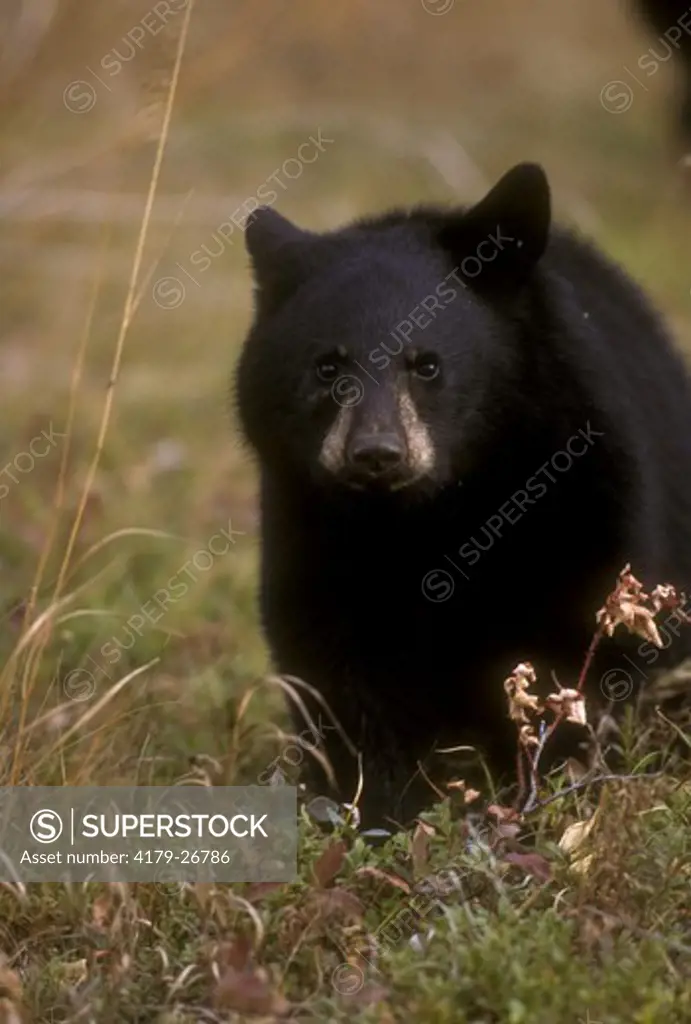 Black Bear Cub in Autumn (Ursus americanus), Peace River Valley, BC, Canada