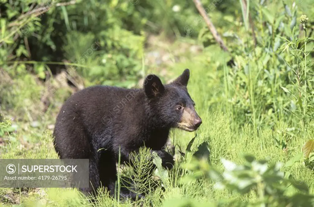 Black Bear (Ursus americanus) Cub, Minnesota