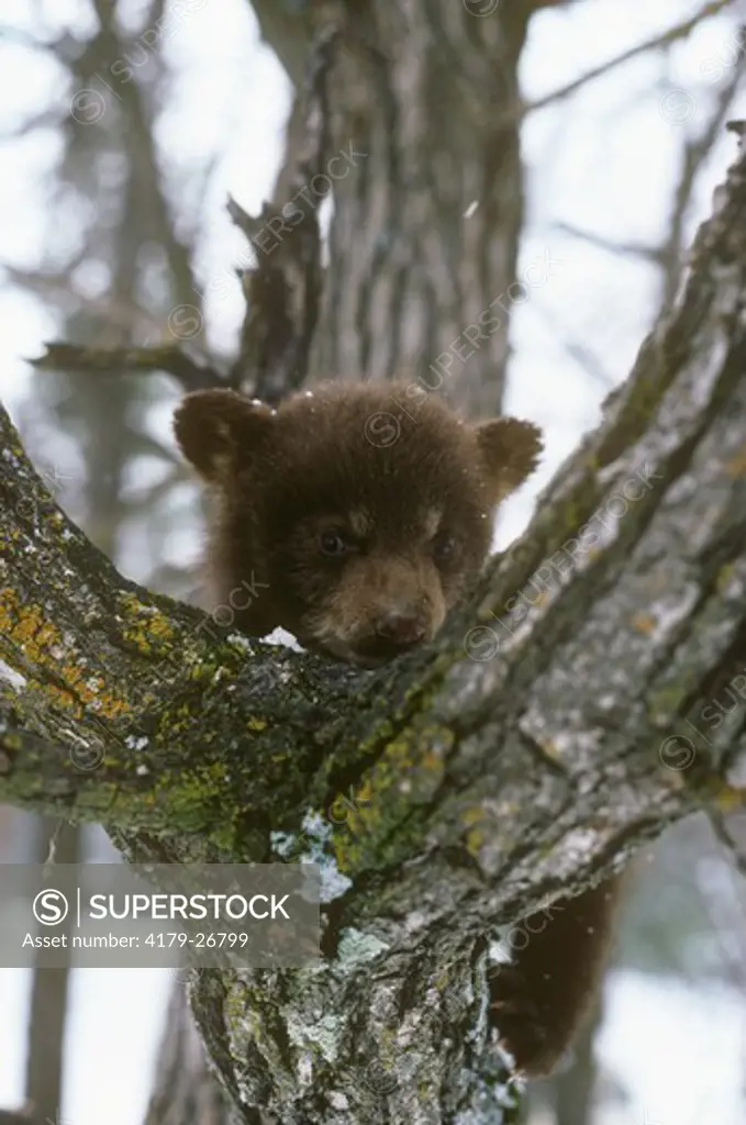 Black Bear Cub in Tree, North America (Ursus americanus)