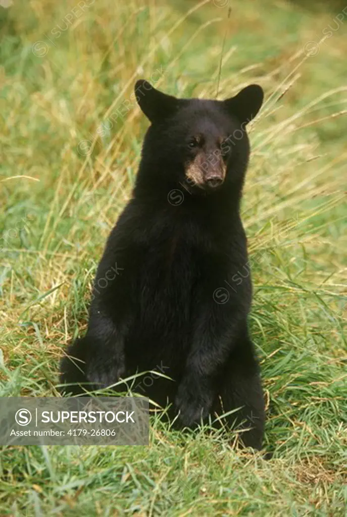 Black Bear, 8-9 Mo. Old Cub (Ursus americanus) Kabetogama SF/MN