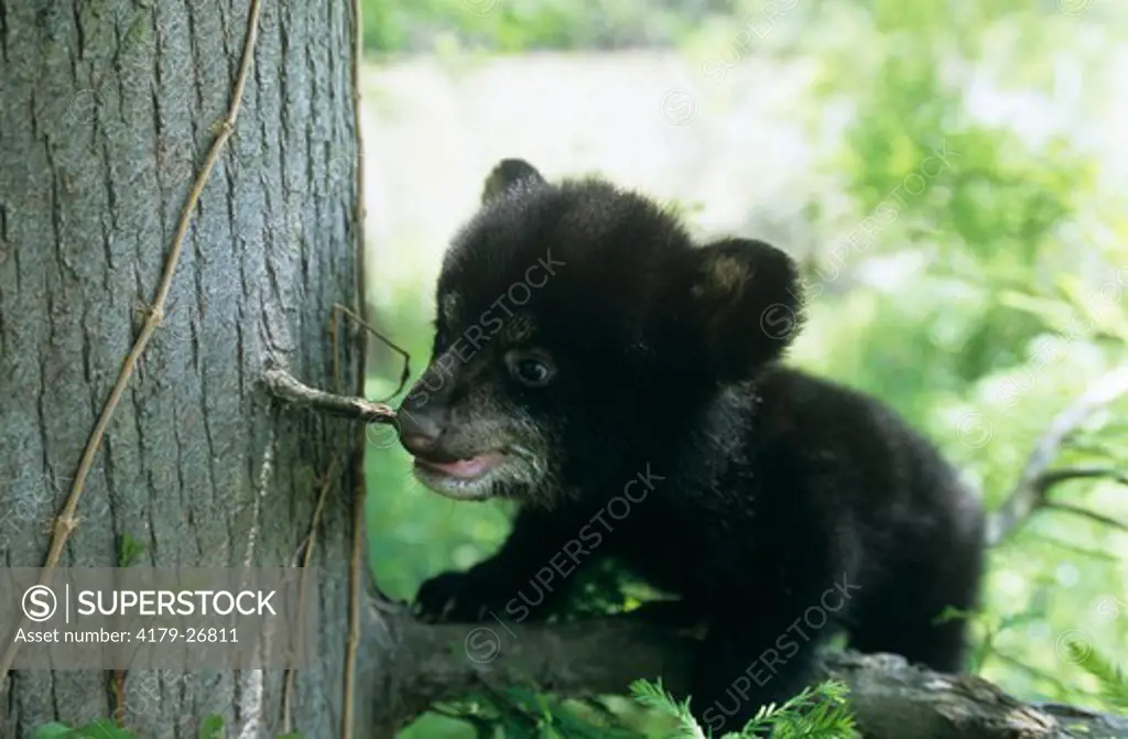 Black Bear Cub chewing on Branch (Ursus americanus), Lafayette, Louisiana IC