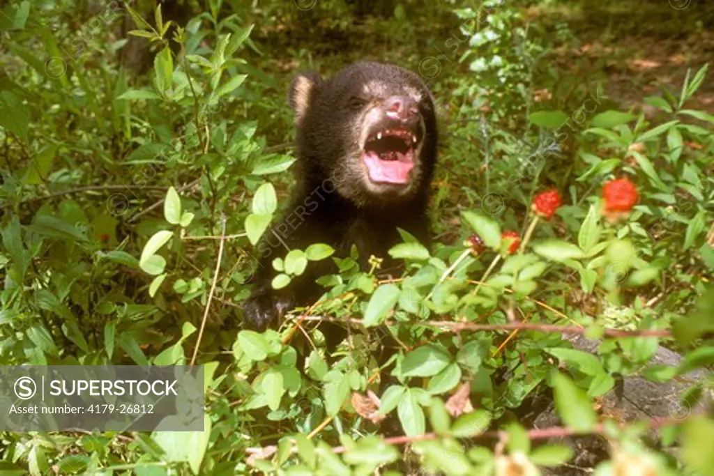 Black Bear Cub eating Blackberries (Ursus americanus), Lafayette, Louisiana
