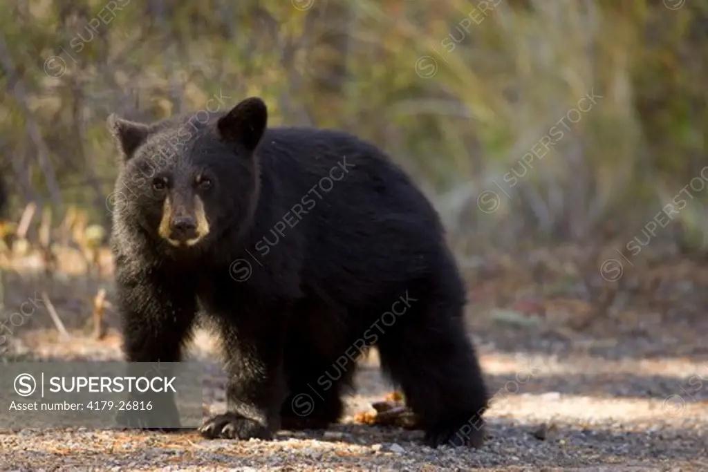 Black Bear, Ursus americanus, 9/28/2004 first year cub in Yellowstone National Park, WYO. USA