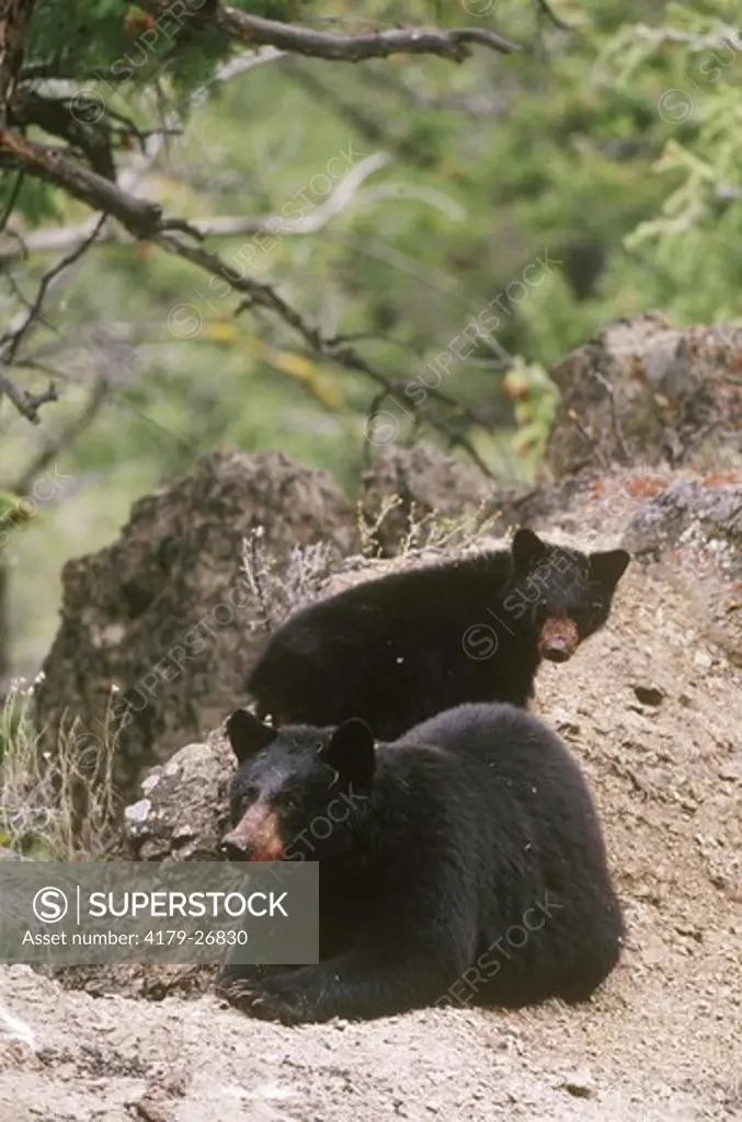 Black Bear with Cub after eating Deer whose Hair is on Cub's Face, Yellowstone NP, WY (Ursus americanus)