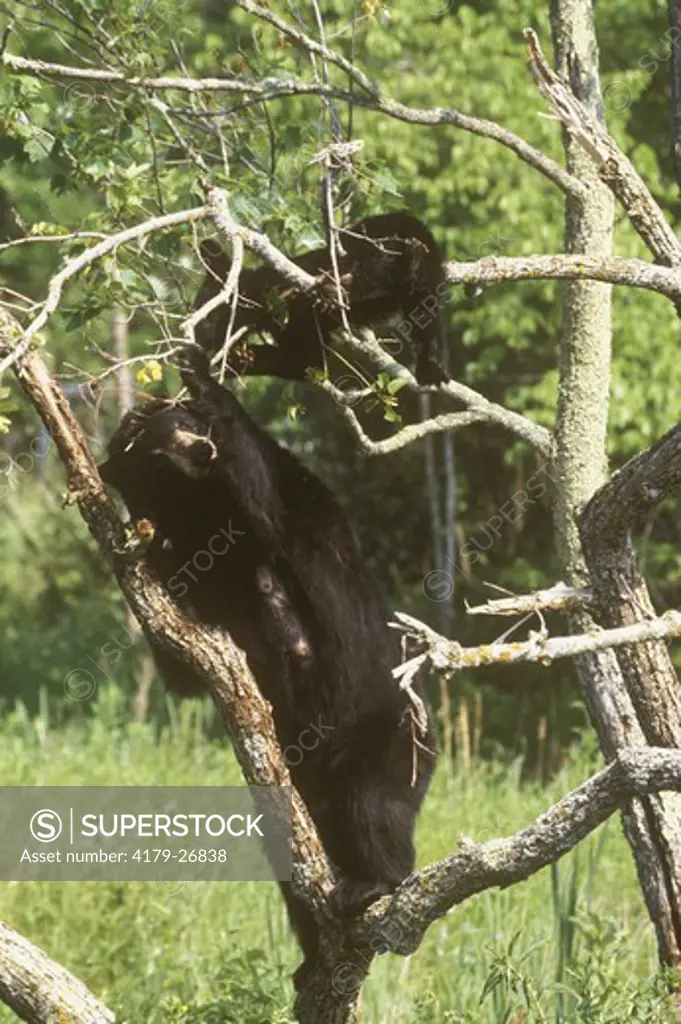Black Bear w/ Cub climbing Tree, IC (Ursus americanus), Pine Co., MN