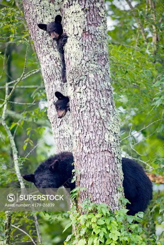 Black Bears (Ursus americanus) in black cherry tree, Cades Cove, Great Smoky Mts Natl Park, TN, Tennessee