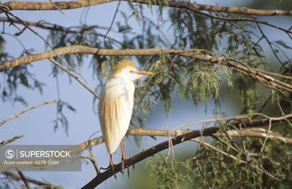 Cattle Egret (Bubulcus ibis) at nest in Cypress Tree - Yazoo NWR, MS Mississippi