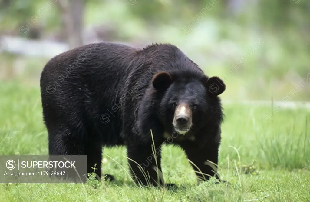 Black Bear, Himalayan or Asiatic (Ursus thibetanus), adult