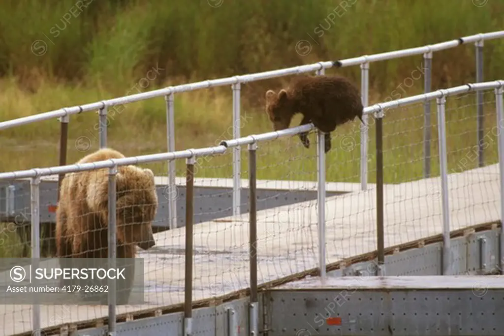 Alaskan Brown Bear w/ cub (Ursus arctos) climbing over fence to mom, Katmai NP - AK