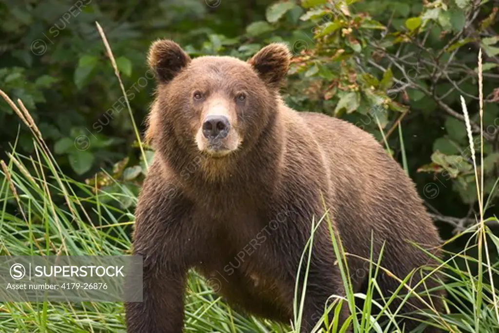 Alaskan Brown Bear (Ursus a. middendorffi), female, Katmai National Park, Katmai National Park & Preserve, Alaska