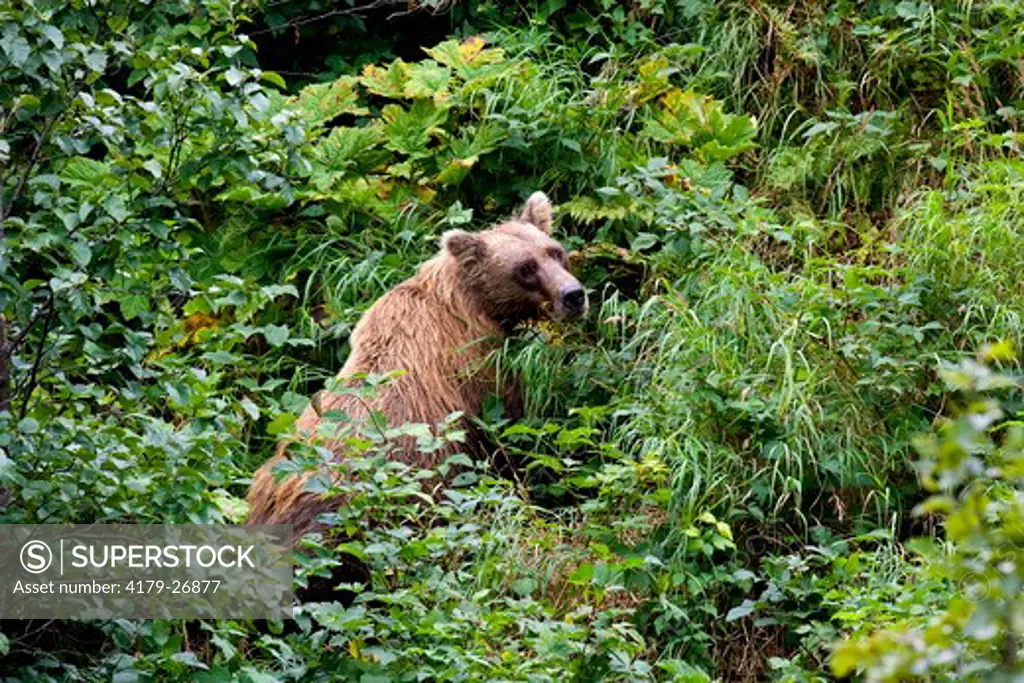 Alaskan Brown Bear (Ursus a. middendorffi) Katmai National Park, Katmai National Park & Preserve, Alaska