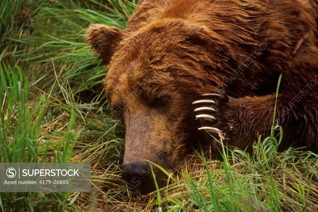 Alaskan Brown Bear resting (Ursus arctos), McNeil River, AK