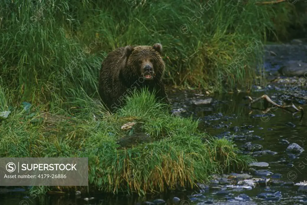 Bear, Brown (Kodiak) in water (Ursos arctos), Kodiak, Alaska