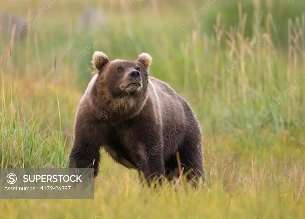 Coastal Brown Bear (Ursus arctos) Silver Salmon Lodge, Alaska, Lake Clark National Park,  8/6/03