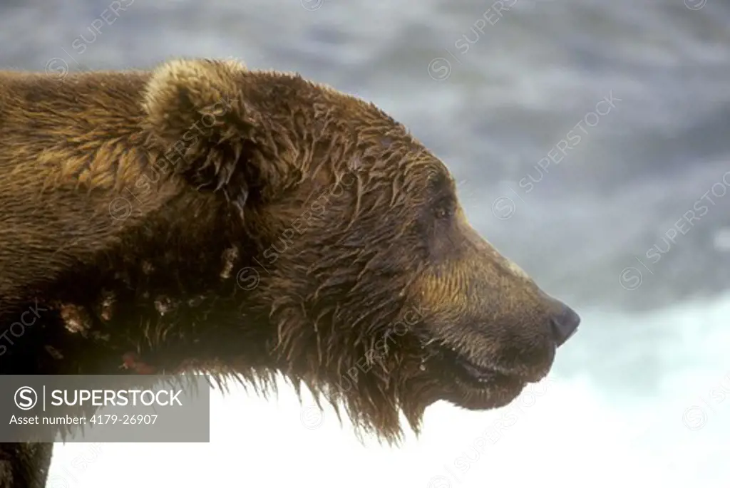 Alaskan Brown Bear, Head Shot, (Ursus arctos), McNeil River, AK