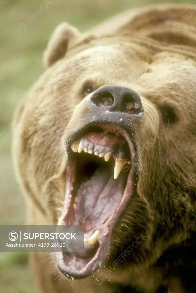 Alaska Brown Bear Male