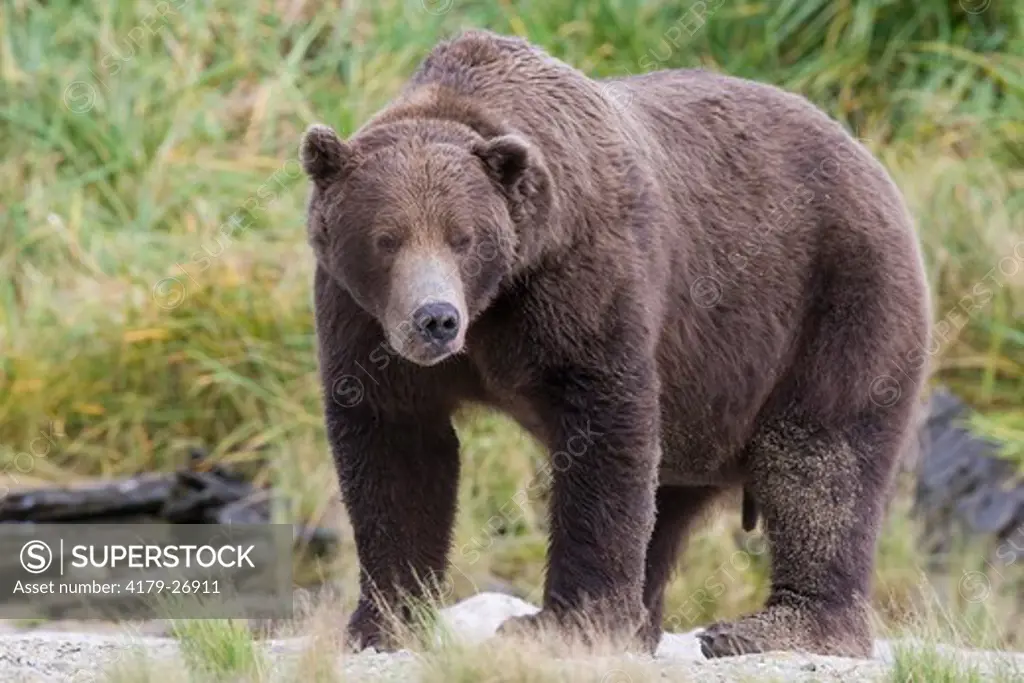 Alaskan Brown Bear (Ursus a. middendorffi), male, Katmai National Park, Katmai National Park & Preserve, Alaska