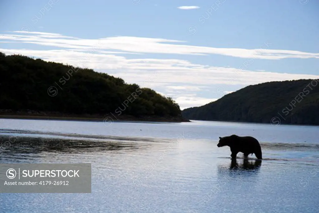 Alaskan Brown Bear (Ursus a. middendorffi), male,silhouette, Katmai National Park, Katmai National Park & Preserve, Alaska