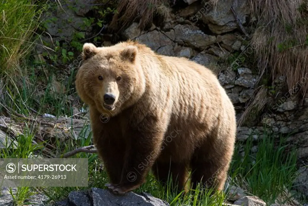 Alaskan Brown Bear (Ursus a. middendorffi) Katmai National Park, Alaska
