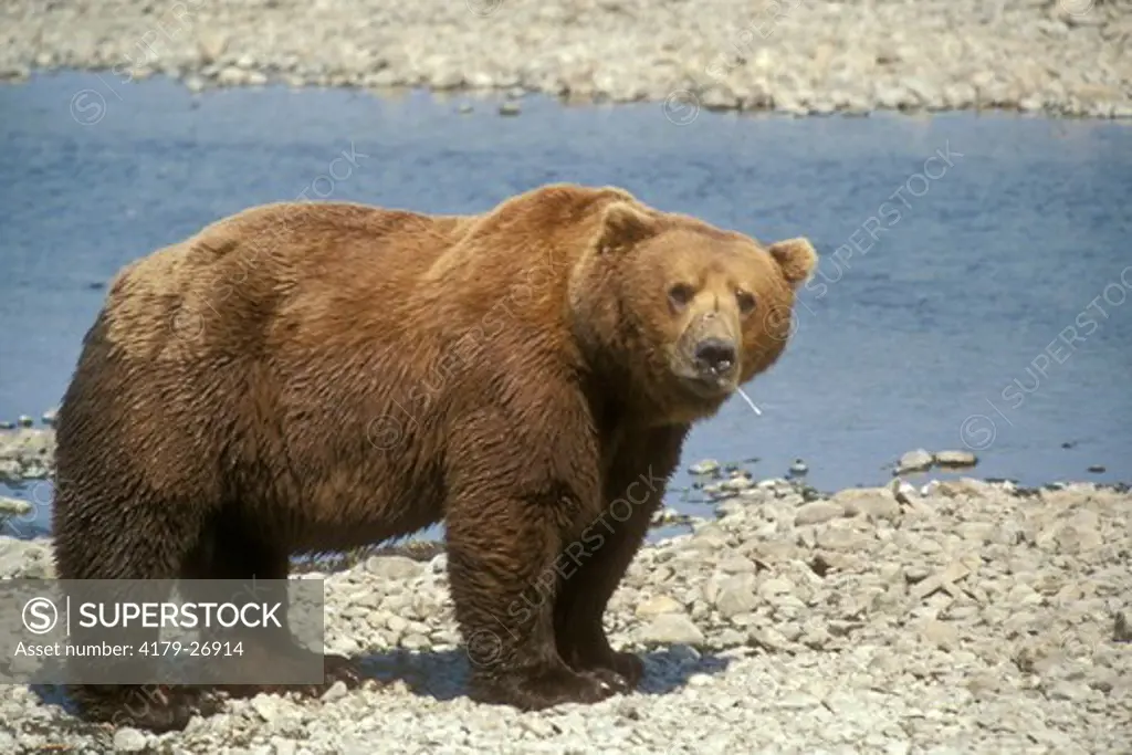 Alaskan Brown Bear  (Ursus arctos) McNeil River Sanctuary - Alaska