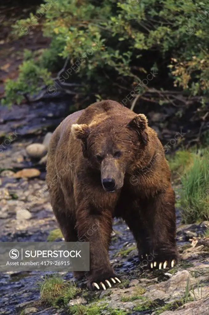 Alaskan Brown Bear (Ursus arctos), McNeil River, AK