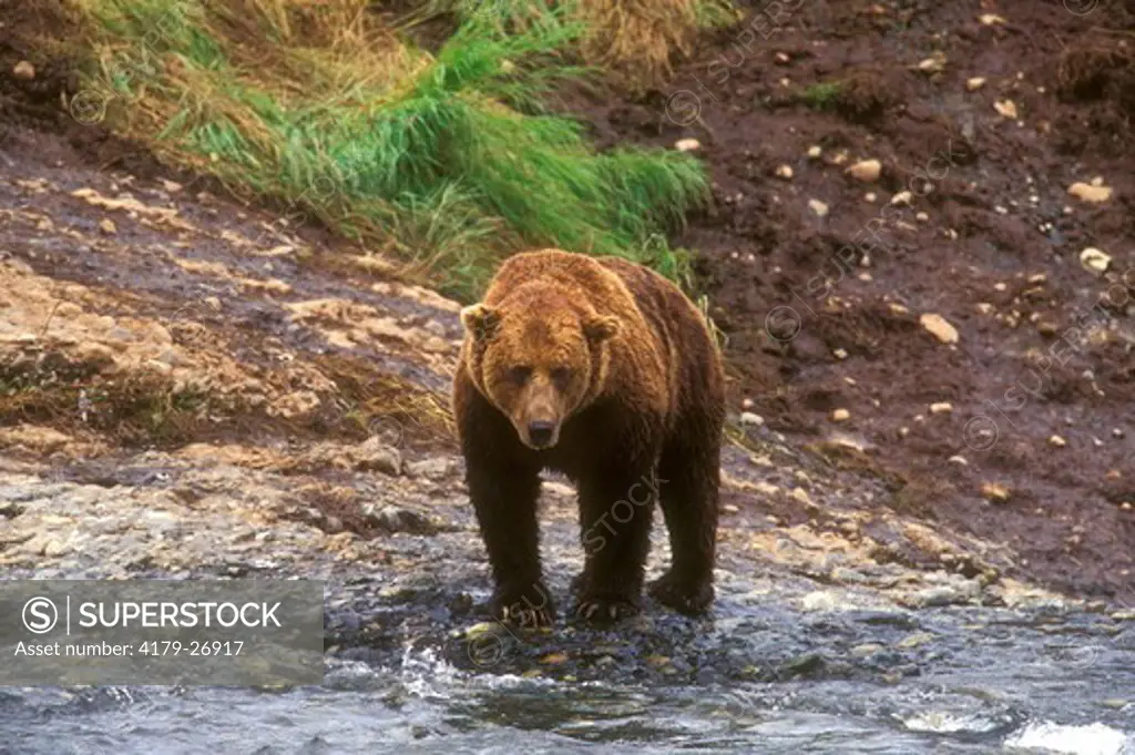 Alaskan Brown Bear, McNeil River, AK