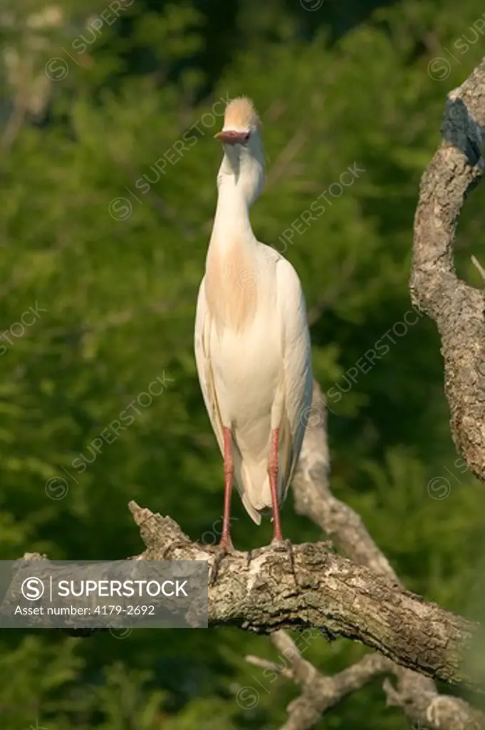 Cattle Egret (Bubulicus ibis) St. Augustine,Fl