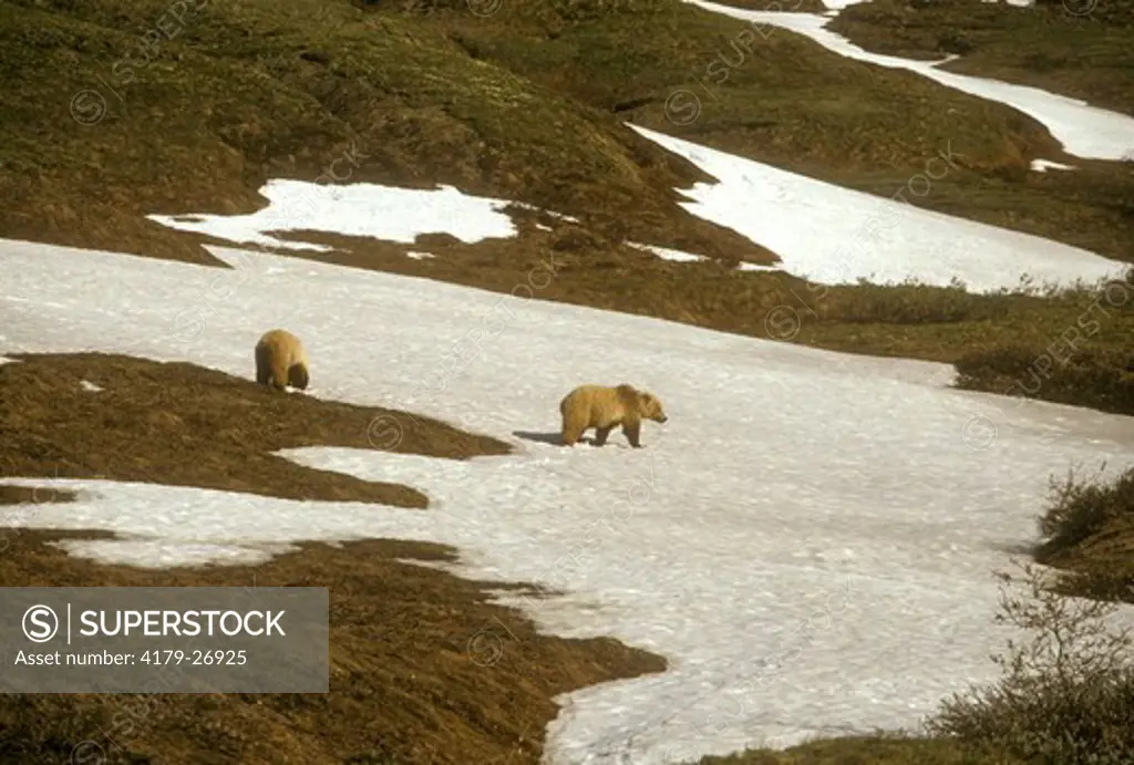 Alaskan Brown Bears on snow (Ursus arctos) Denali Natl Park - Alaska