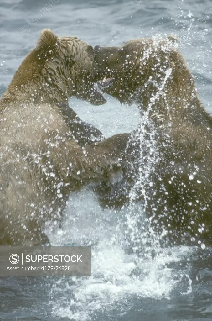 Alaskan Brown Bear Fighting (Ursus arctos) McNeil River, Alaska