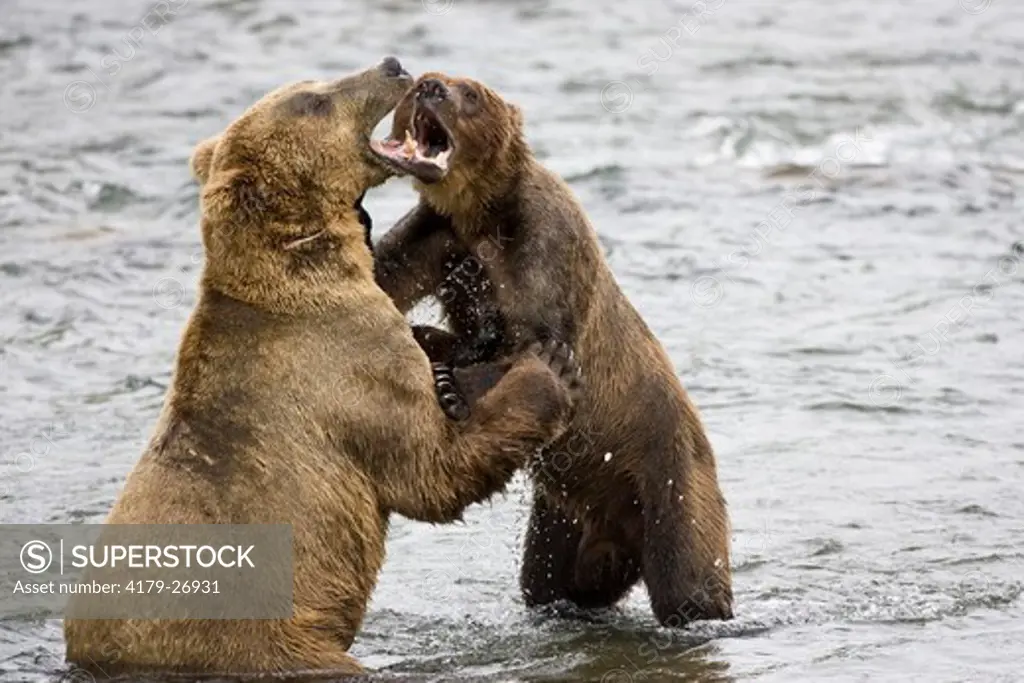 Brown Bear, Sub-Adults play fighting, Katmai National Park