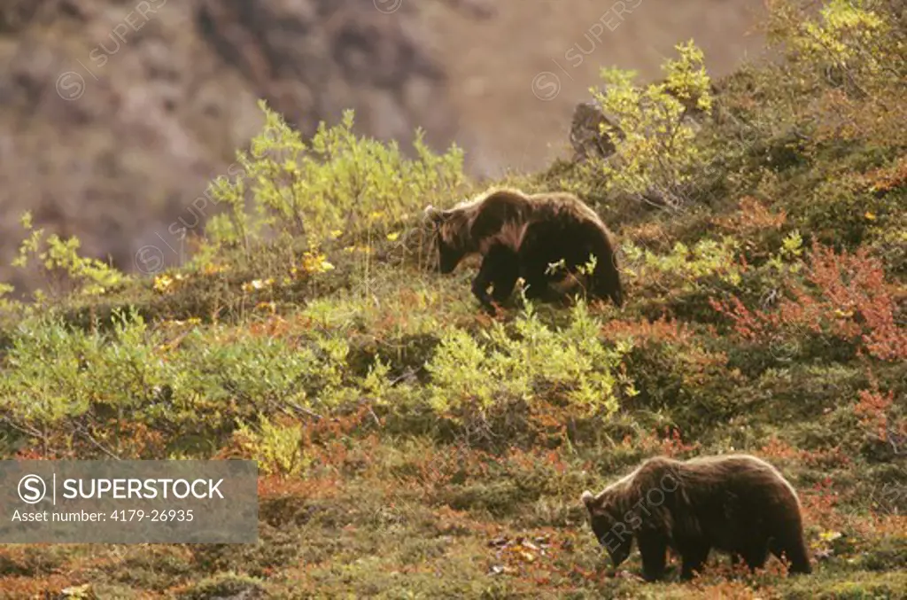 Alaskan Brown Bears feeding Denali National Park, Alaska (Ursus arctos)