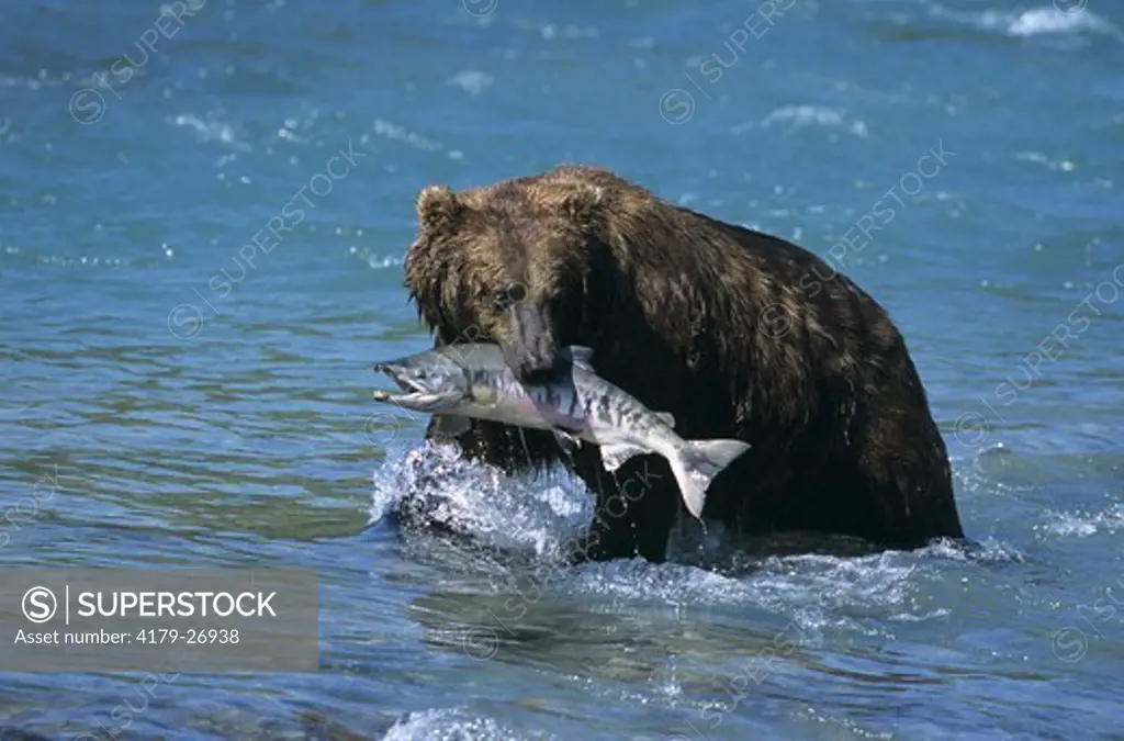Brown Bear fishing for Salmon (Ursus arctos), McNeil River, Alaska