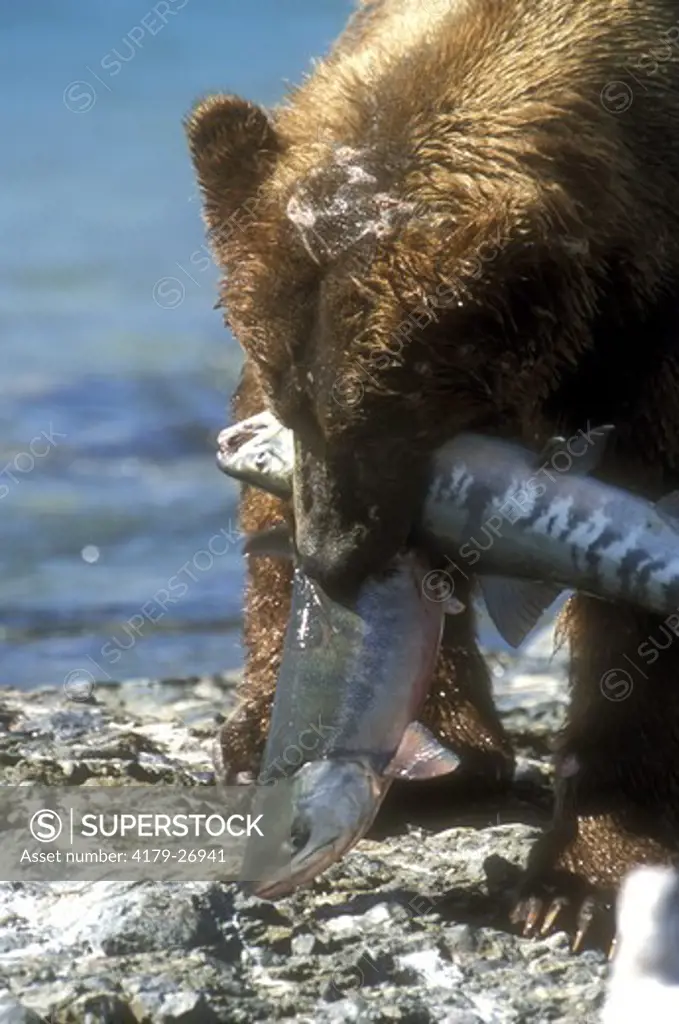 Brown Bear fishing for Salmon (Ursus arctos), NcNeil River, Alaska