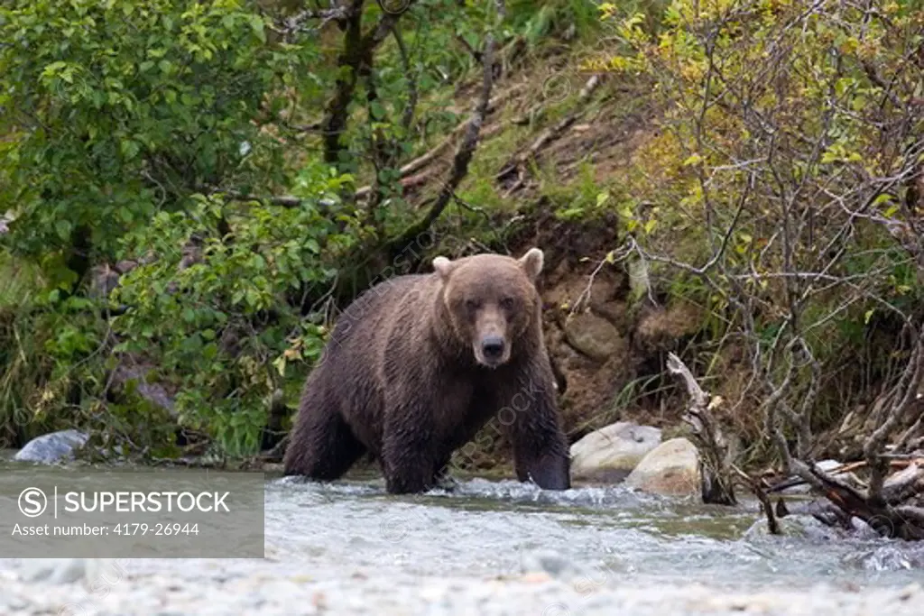 Alaskan Brown Bear (Ursus a. middendorffi), salmon fishing, Katmai National Park, Katmai National Park & Preserve, Alaska