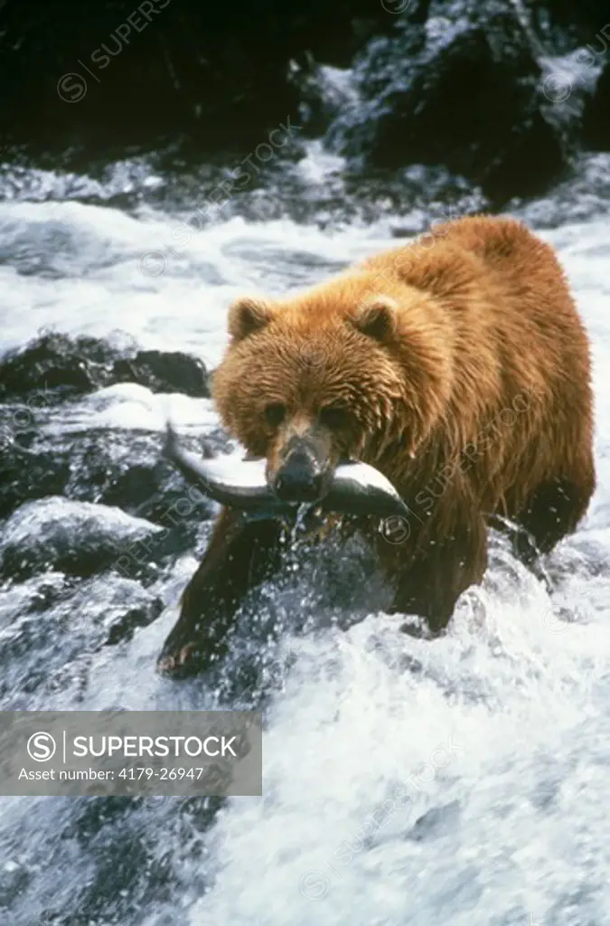 Brown Bear with salmon in cascade - Kodiak Alaska
