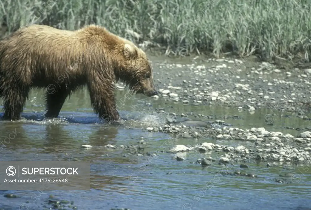 Alaskan Brown Bear (Ursus arctos) McNeil River Sanctuary/AK
