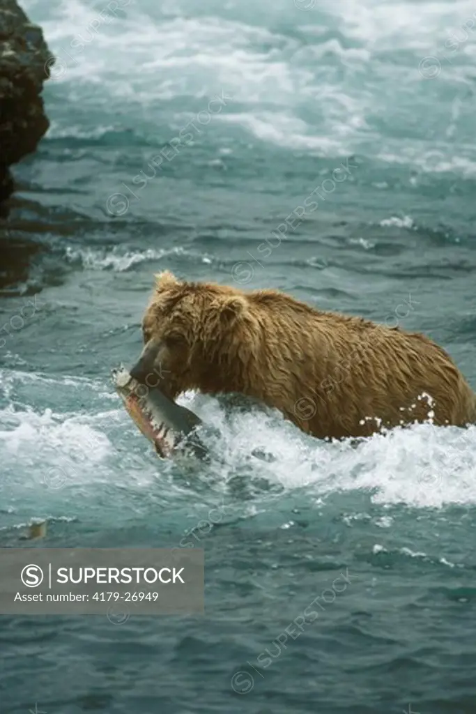 Alaska Brown Bear (Ursus arctos) McNeil River, Alaska