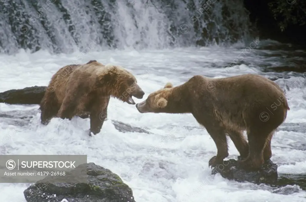 Alaskan Brown Bear fishing (Ursus middendorffi) McNeil River, Alaska