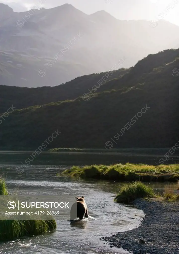 Alaskan Brown Bear (Ursus a. middendorffi), fishing in salmon stream, Katmai National Park, Katmai National Park & Preserve, Alaska