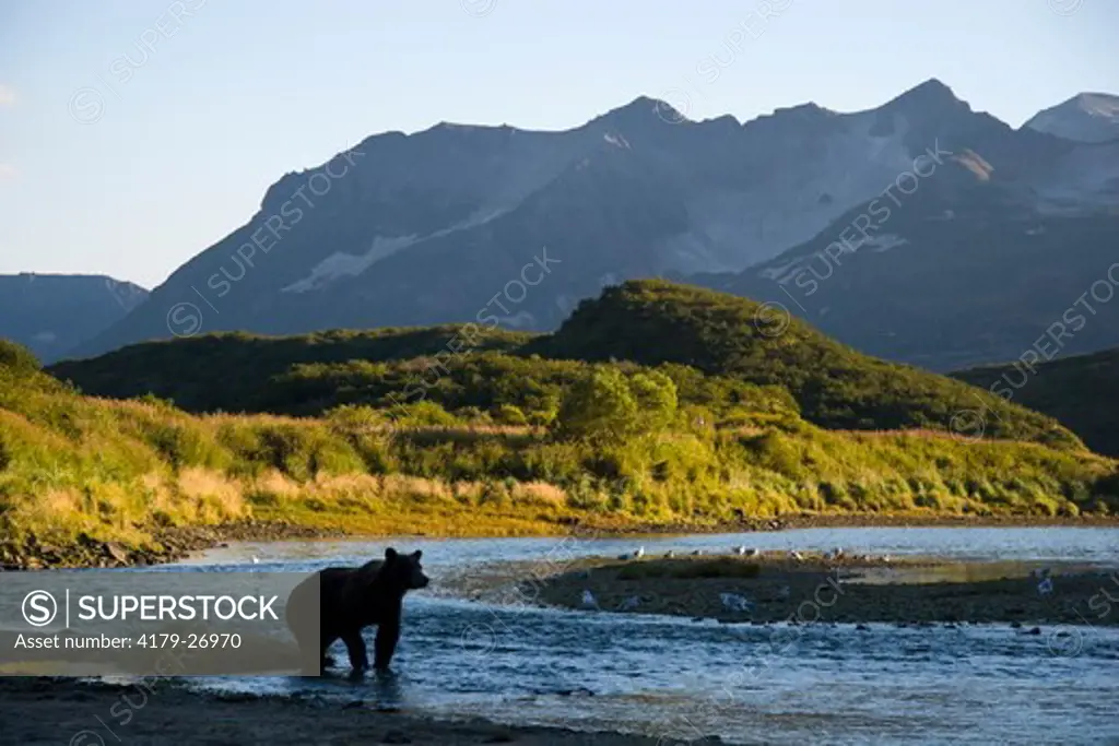 Alaskan Brown Bear (Ursus a. middendorffi), salmon fishing stream, Katmai National Park, Katmai National Park & Preserve, Alaska