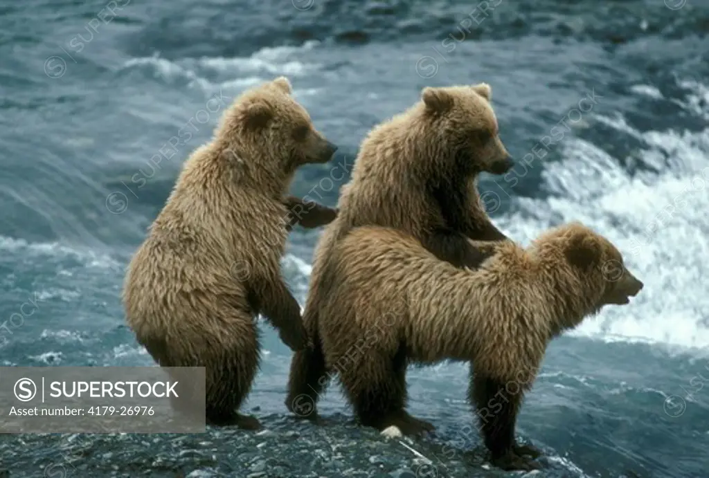 Alaskan Brown Bear Cubs Lining Up for a Better Look McNeil River, Alaska