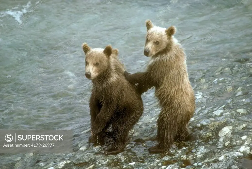 Alaskan Brown Bear (Ursus arctos) Mc Neil River, AK