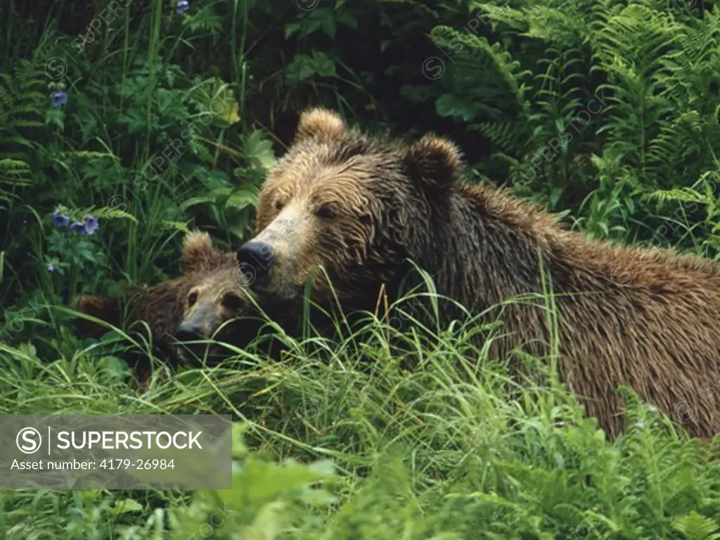 Brown Bear Sow & Alert Cub Rest - Kodiak Island Alaska
