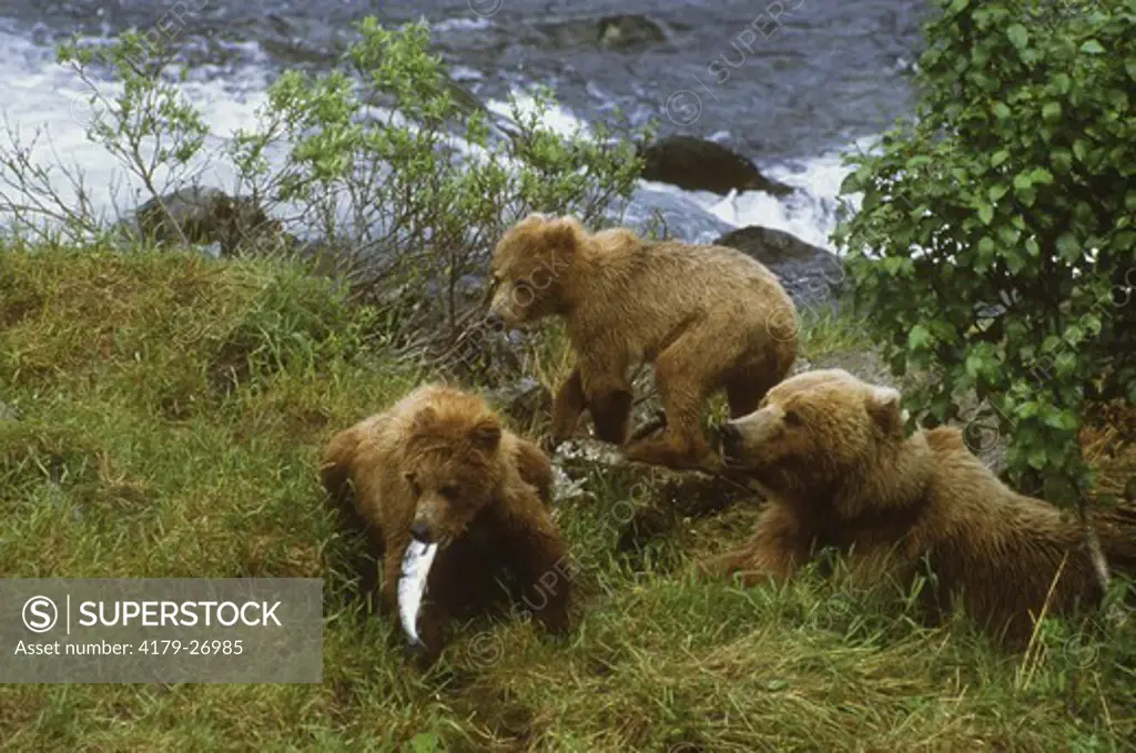 Brown Bear Family, Cubs play w/ fish - Kodiak Island Alaska