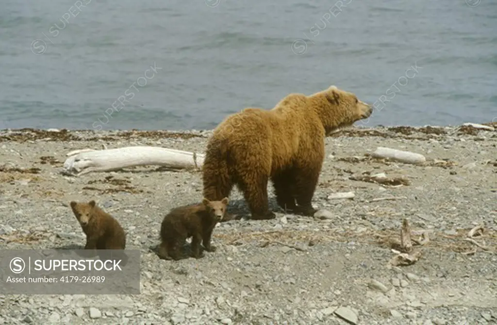 Alaskan Brown Bear w/ Young (Ursus arctos) McNeil River Sanctuary - AK