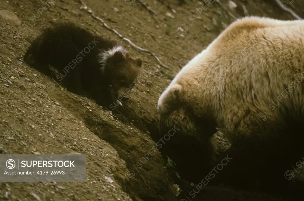 Alaskan Brown Bear w/ Cub (Ursus arctos), digging,  Denali N.P., AK, Alaska