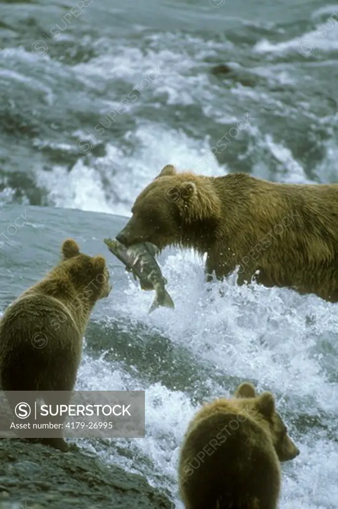 Alaskan Brown Bear, (Ursus arctos) Brings fish to Cubs, McNeil River, Alaska